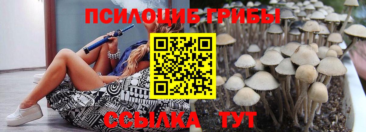 Псилоцибиновые грибы Cubensis Полевской